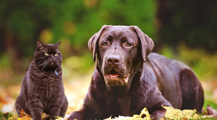 Pet Talk: September 2022