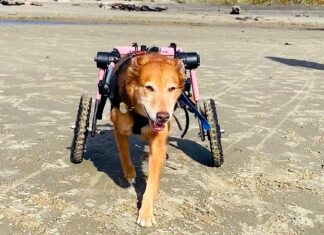 Degenerative Myelopathy: The ‘Heartbreak Disease’