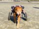 Degenerative Myelopathy: The ‘Heartbreak Disease’