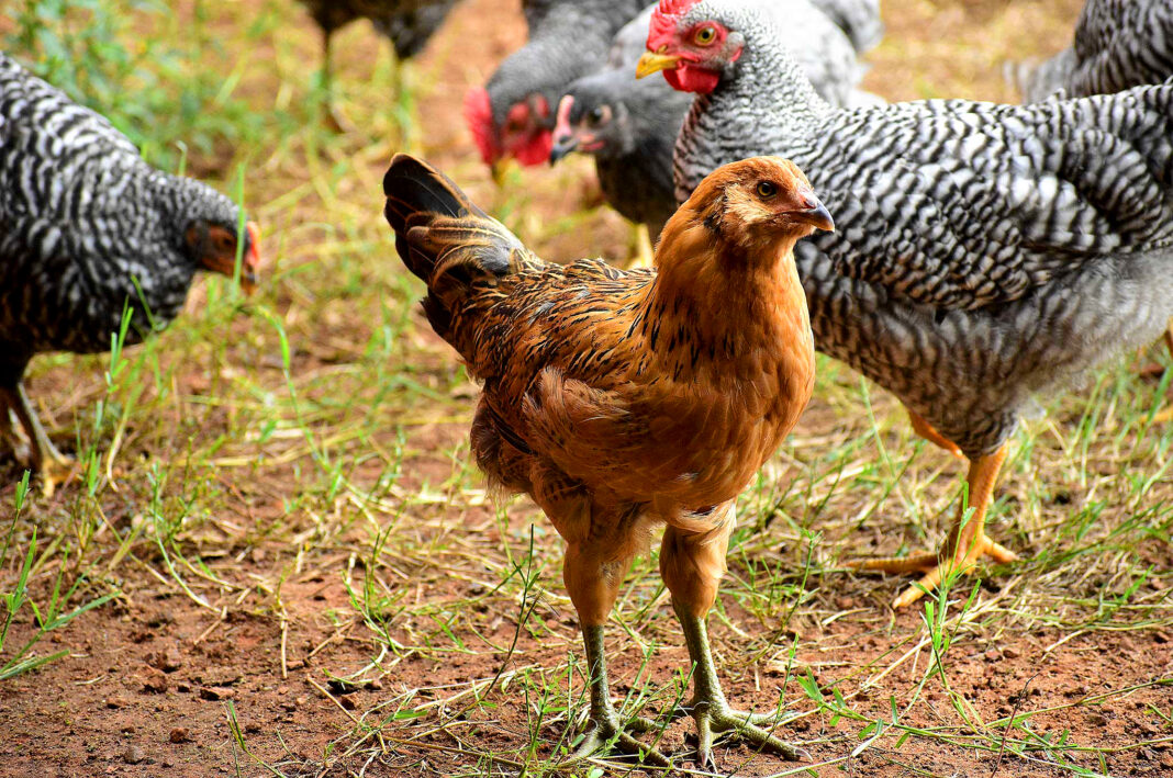 Nuisance Code “beefed up” for backyard chicken regulation Tigard Life