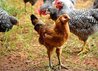 Nuisance Code “beefed up” for backyard chicken regulation