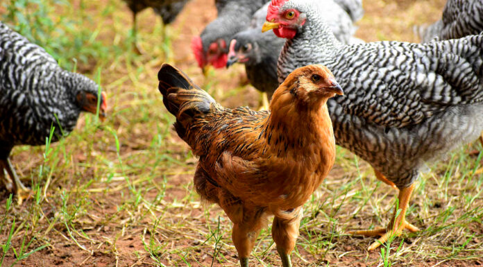 Nuisance Code “beefed up” for backyard chicken regulation