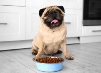 Pet Talk: January 2023