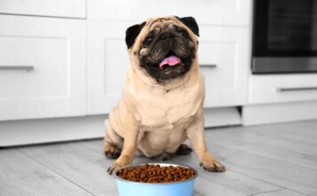 Pet Talk: January 2023