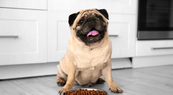 Pet Talk: January 2023