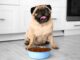 Pet Talk: January 2023