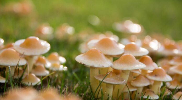 Tigard News In Brief