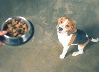 Pet Talk: Confusion over Grain-Free Diets