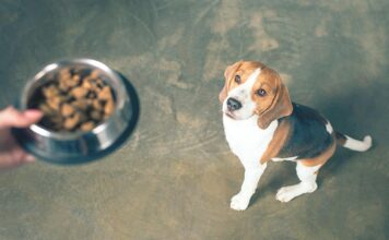 Pet Talk: Confusion over Grain-Free Diets