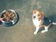 Pet Talk: Confusion over Grain-Free Diets
