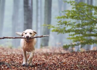 Pet Talk: Trust the Gut (Health)