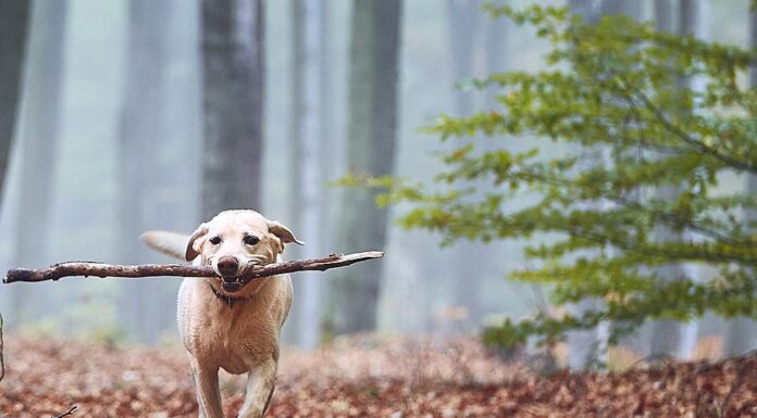 Pet Talk: Trust the Gut (Health)