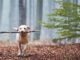 Pet Talk: Trust the Gut (Health)