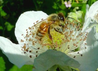 Winona Grange Hosts Seeds and Bees Fair
