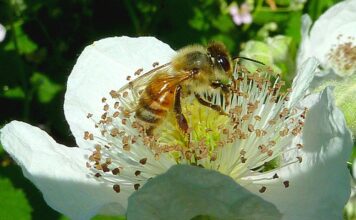 Winona Grange Hosts Seeds and Bees Fair