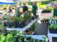 Tigard Garden Club’s Annual Plant Sale Returns