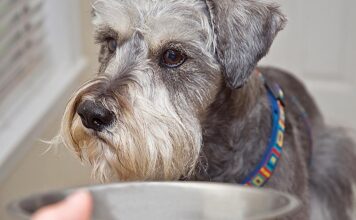 Pet Talk: So You Have A Picky Eater…
