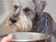 Pet Talk: So You Have A Picky Eater…