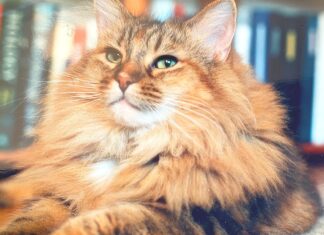 Considering a Raw Diet for your Dog or Cat?