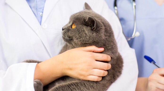 Kidney Disease in Cats: The Silent Killer