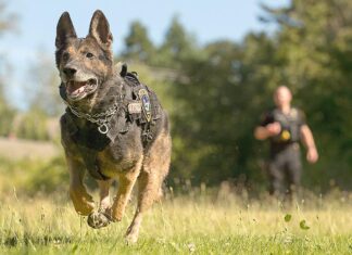 K-9 Diesel retires after 8 years of service
