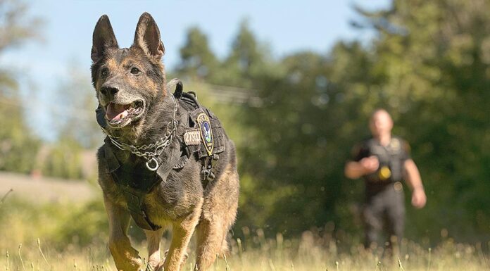 K-9 Diesel retires after 8 years of service