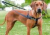 Pet Talk: What is the best harness for my dog?