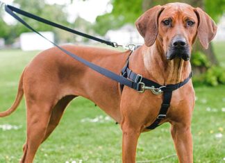 Pet Talk: What is the best harness for my dog?