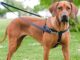 Pet Talk: What is the best harness for my dog?
