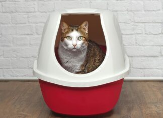 Tackling Inappropriate Urination in Cats: