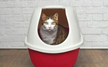 Tackling Inappropriate Urination in Cats: