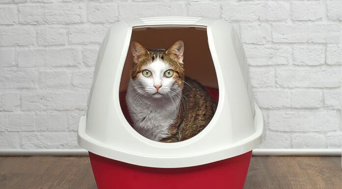 Tackling Inappropriate Urination in Cats: