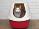 Tackling Inappropriate Urination in Cats: