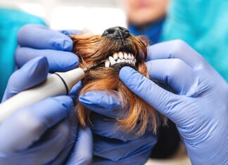 Unveiling the Silent Epidemic: Dental Disease in Pets and the Crucial Role of Prevention