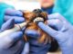 Unveiling the Silent Epidemic: Dental Disease in Pets and the Crucial Role of Prevention