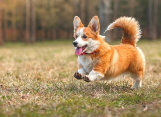 Protecting Your Furry Friend: The Rising Threat of Heartworm in Oregon Pets