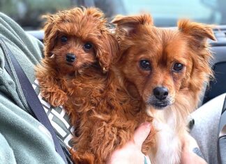 New Owners at the Filling Station