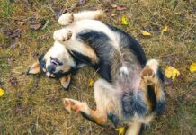 Alleviating Itchiness in Dogs: A Path to Comfort and Relief