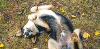 Alleviating Itchiness in Dogs: A Path to Comfort and Relief
