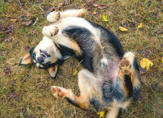 Alleviating Itchiness in Dogs: A Path to Comfort and Relief