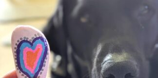 Mysterious canine respiratory disease spreading in Oregon, making national headlines