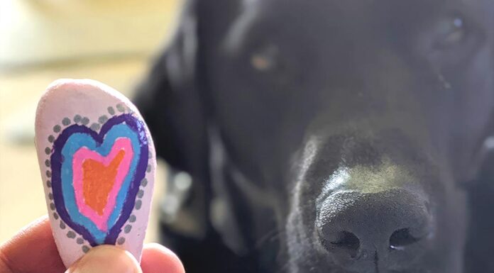 Mysterious canine respiratory disease spreading in Oregon, making national headlines