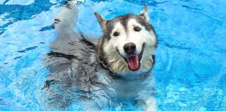 Shedding Light on Arthritis: Recognizing and Managing Joint Pain in Dogs and Cats