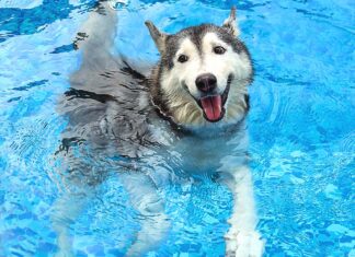 Shedding Light on Arthritis: Recognizing and Managing Joint Pain in Dogs and Cats