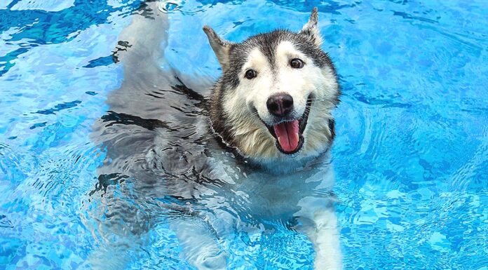 Shedding Light on Arthritis: Recognizing and Managing Joint Pain in Dogs and Cats