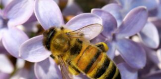 Tualatin’s Winona Grange Hosts Seeds & Bees Fair April 27