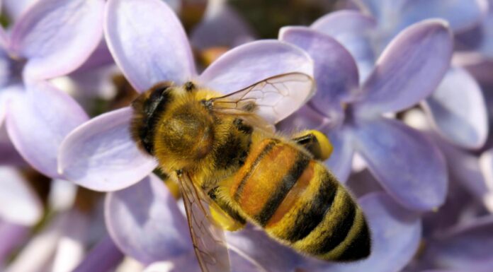 Tualatin’s Winona Grange Hosts Seeds & Bees Fair April 27