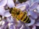 Tualatin’s Winona Grange Hosts Seeds & Bees Fair April 27