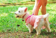 Warding Off Worms: The Key to Keeping Your Pets Healthy