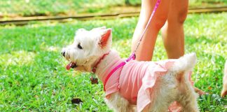 Warding Off Worms: The Key to Keeping Your Pets Healthy